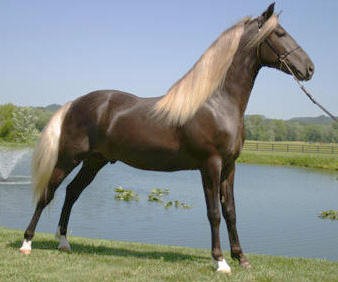 Rocky moutain pony